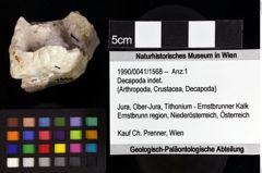 Foto (Objket + Etiketten) von Gastrosacus sp. 